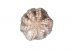 MOY_PIC_FLOWER_F1_4-6LB_IWP